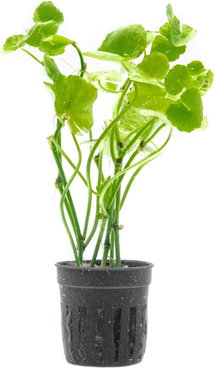 Aquarium Accessories