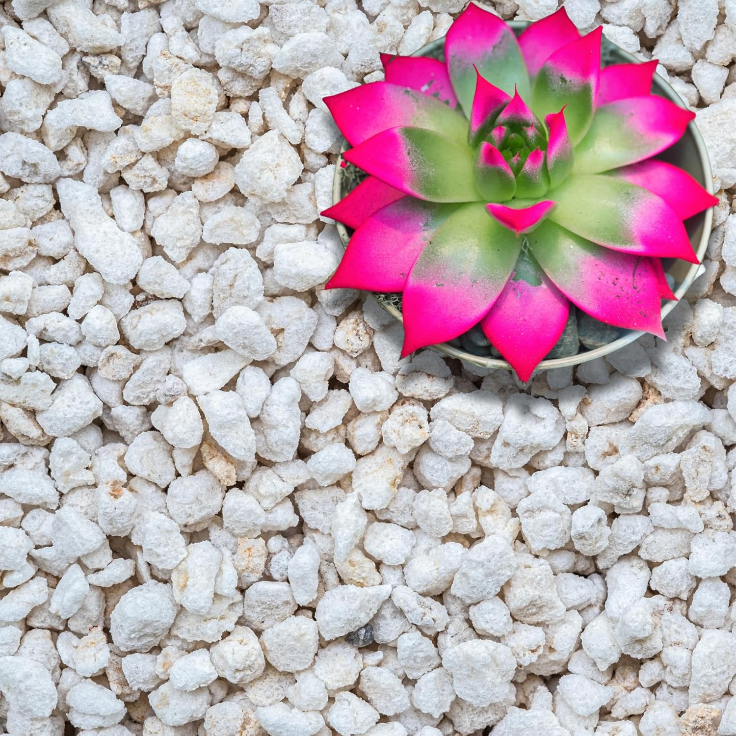 Gardening & Lawn Care